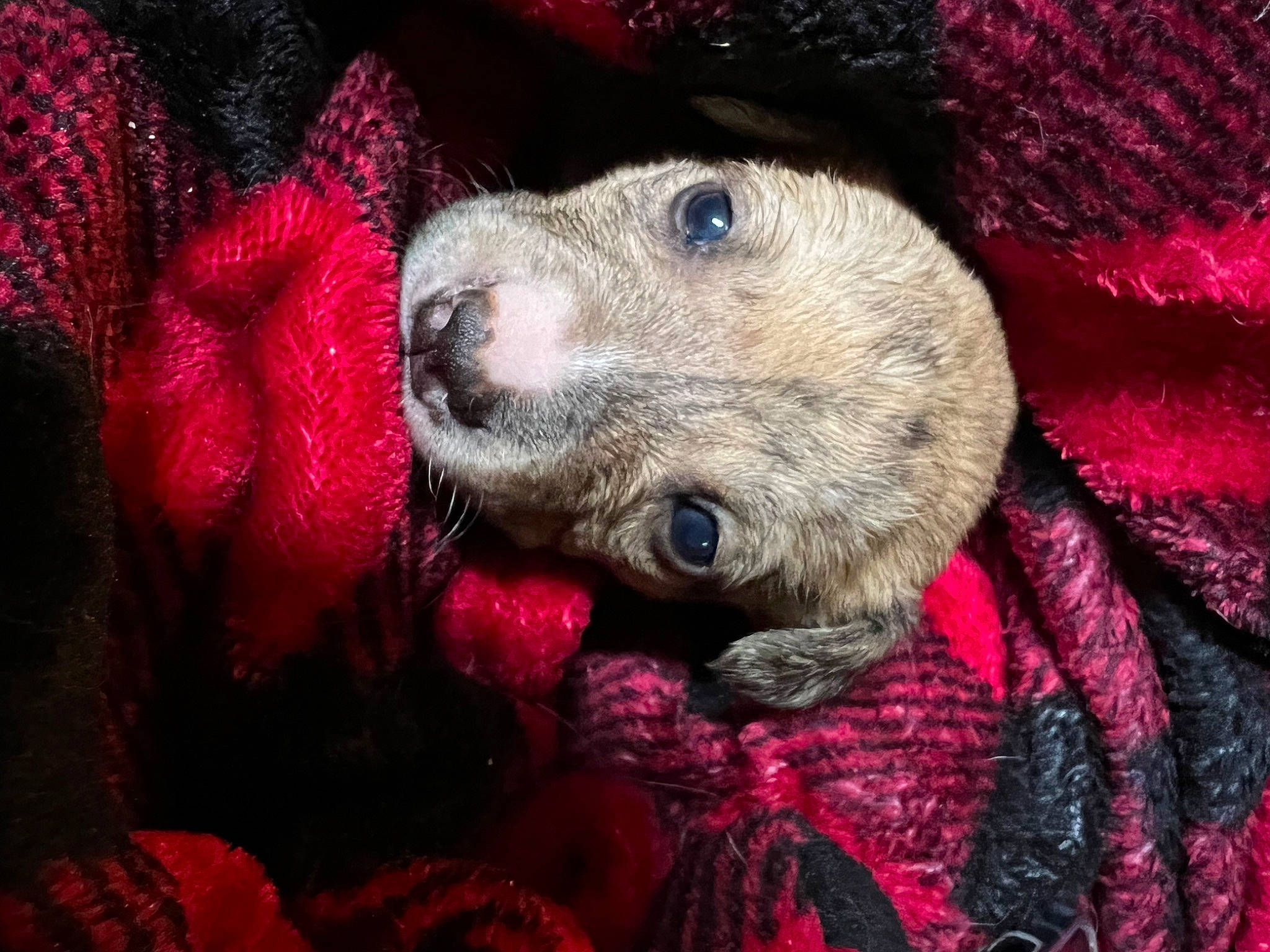 Shiloh joined the competition — help win amazing prizes! art, canidae, carnivore, companion_dog, dog, dog_breed, fawn, fur, magenta, non_sporting_group, pattern, pink, puppy, snout, sporting_group, terrestrial_animal, textile, toy_dog, whiskers, working_animal