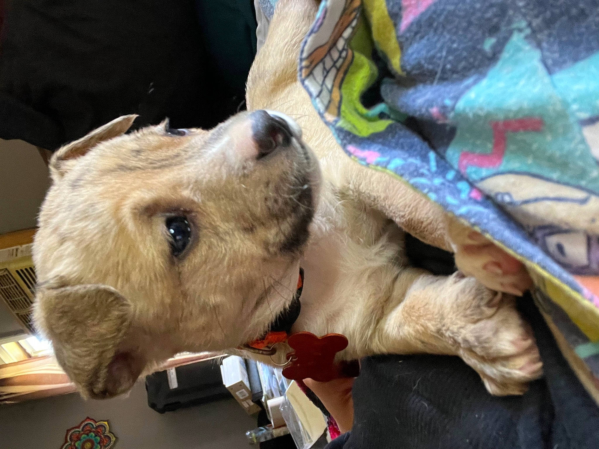 Shiloh is registered to the contest to win money with this photo: art, canidae, carnivore, collar, companion_dog, dog, dog_breed, dog_collar, fang, fawn, fur, giant_dog_breed, guard_dog, leash, retriever, sporting_group, whiskers, working_animal