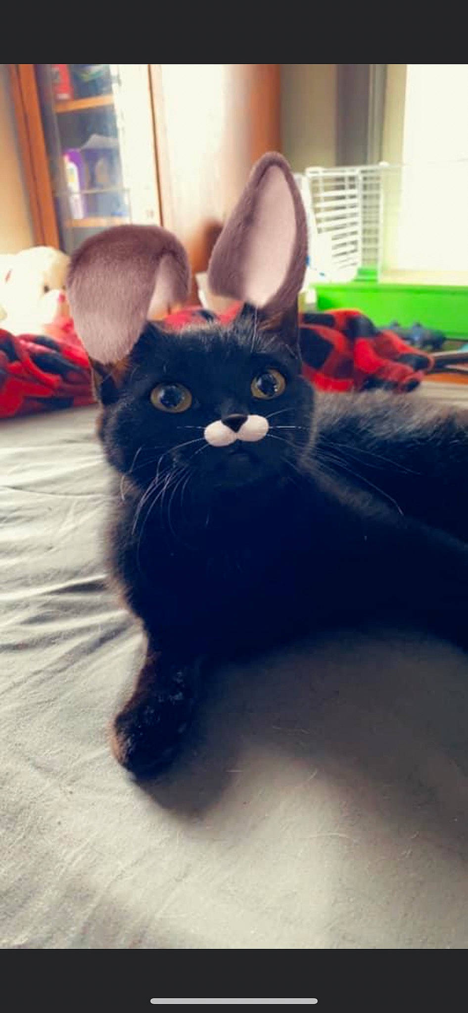 Solider is registered to the contest to win money with this photo: black_cat, bombay, carnivore, cat, comfort, domestic_short_haired_cat, ear, electric_blue, eye, felidae, fur, grey, leg, mammal, small_to_medium_sized_cats, snout, tail, vertebrate, whiskers, window