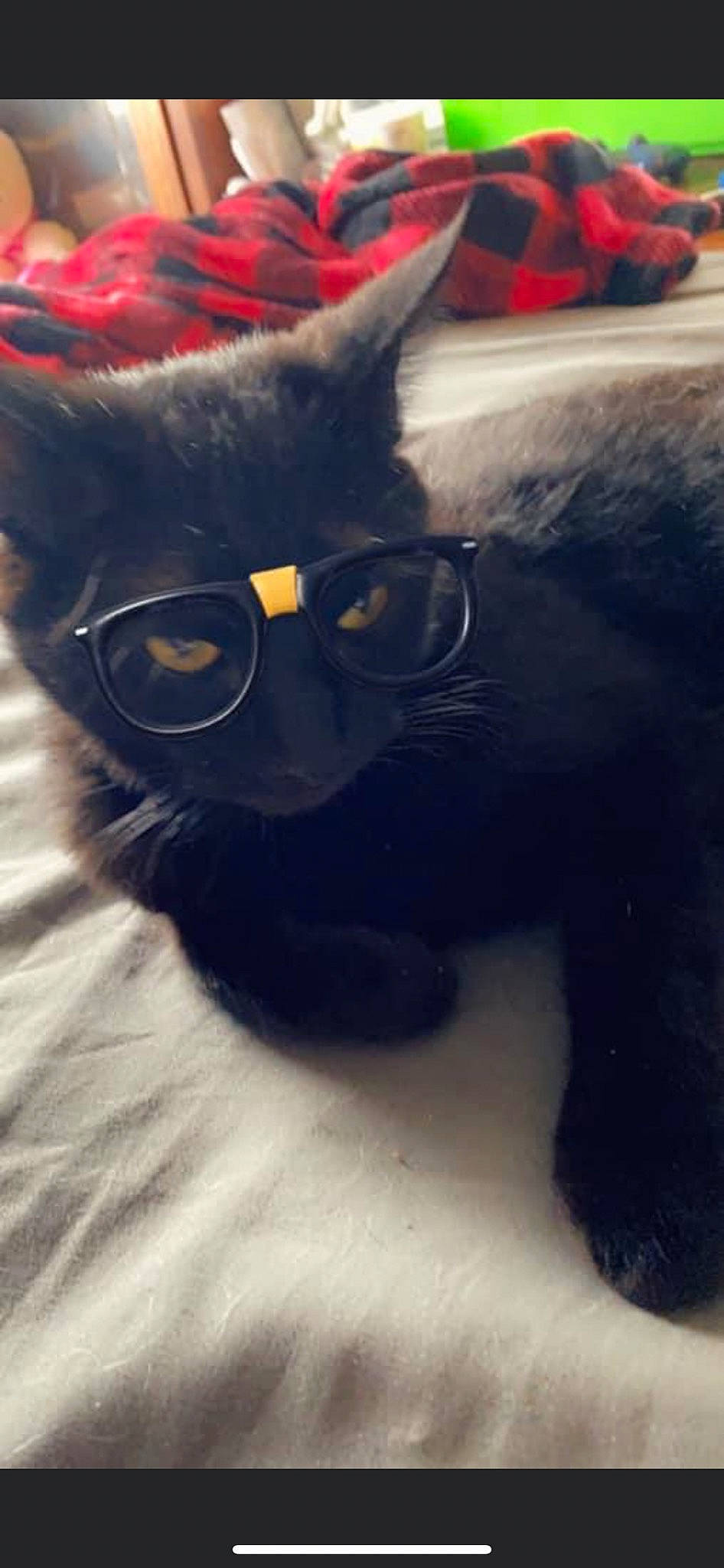 Solider is registered to the contest to win money with this photo: black_cat, carnivore, cat, domestic_short_haired_cat, electric_blue, eye, eyewear, felidae, fur, glasses, hair, hat, paw, personal_protective_equipment, small_to_medium_sized_cats, snout, tail, terrestrial_animal, vision_care, whiskers