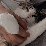 Mikado a rejoint le concours — aidez-le/la à gagner de superbes lots ! cat, paw, hand, sleepy, cozy, relaxation, fur, whiskers, blanket, closeup, pet, domestic_animal, cute, comfort, resting, indoor, feline, soft, gentle, companionship