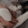 cat, paw, hand, sleepy, cozy, relaxation, fur, whiskers, blanket, closeup, pet, domestic_animal, cute, comfort, resting, indoor, feline, soft, gentle, companionship