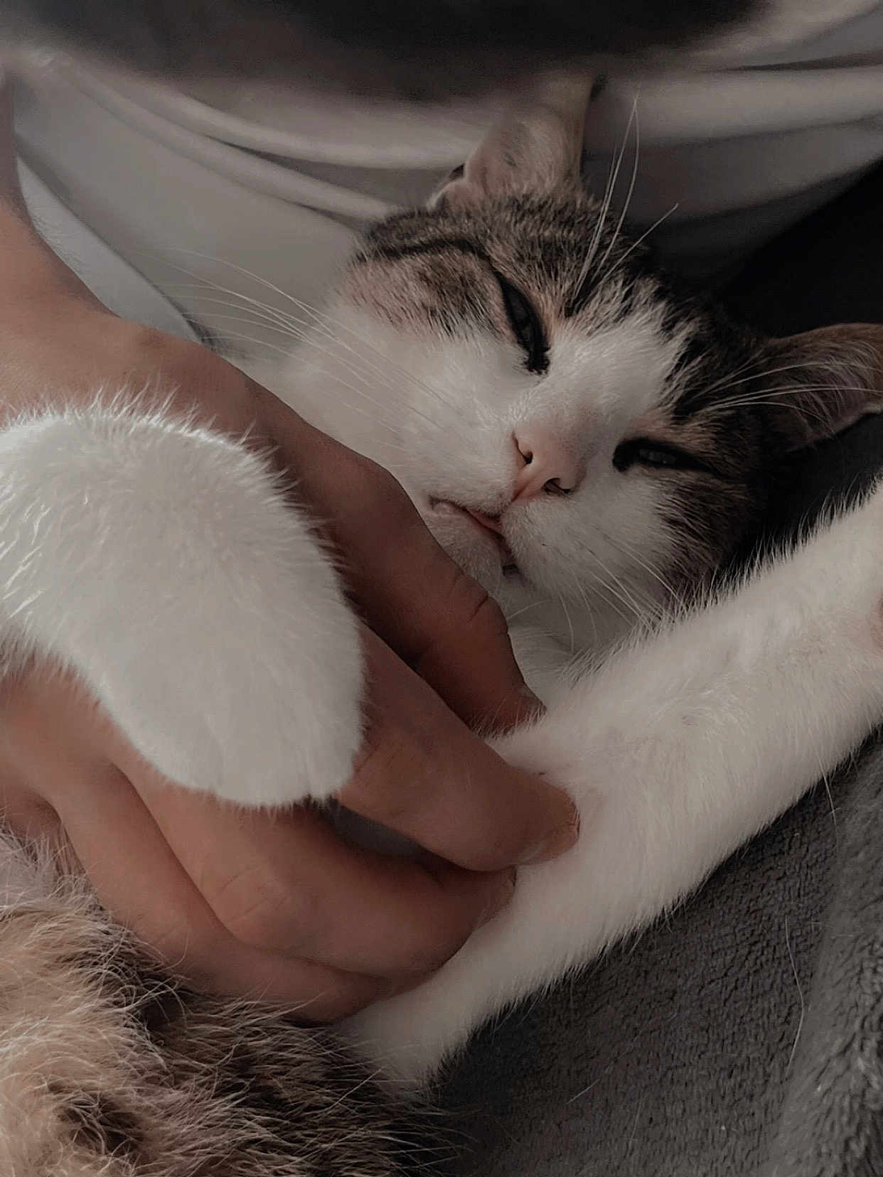 Mikado a rejoint le concours — aidez-le/la à gagner de superbes lots ! cat, paw, hand, sleepy, cozy, relaxation, fur, whiskers, blanket, closeup, pet, domestic_animal, cute, comfort, resting, indoor, feline, soft, gentle, companionship