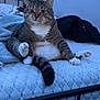 Rocket is registered to the contest to win money with this photo: animal, bed, blanket, blue_wall, cat, feline, fluffy_tail, fur, grumpy_expression, household, indoor, mattress, paw, pet, quilted_mattress, relaxed, resting, sitting, tabby, white_paws