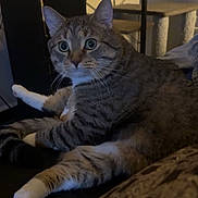 Rocket is registered to the contest to win money with this photo: animal, cat, cat_tree, curious, cute, domestic, feline, fur, furniture, green_eyes, home, indoor, mammal, paw, pet, relaxed, shelf, sitting, tabby, whiskers