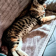 Cábònás joined the competition — help win amazing prizes! kitten, cat, sleeping, tabby, striped, towel, cozy, resting, pet, cute, animal, feline, paw, fur, home, indoor, relaxed, soft, comfort, nap