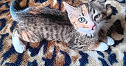 Cábònás is registered to the contest to win money with this photo: kitten, cat, tabby, calico, feline, pet, animal, cute, sleepy, paws, fur, whiskers, blanket, leopard_print, texture, soft, indoor, resting, closeup, mammal