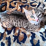kitten, cat, tabby, calico, feline, pet, animal, cute, sleepy, paws, fur, whiskers, blanket, leopard_print, texture, soft, indoor, resting, closeup, mammal