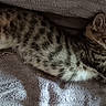 Cábònás joined the competition — help win amazing prizes! cat, kitten, tabby, sleeping, stretching, fur, pet, animal, cute, relaxed, indoors, blanket, soft, resting, whiskers, paw, striped, cozy, sunlight, domestic