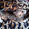 Cábònás is registered to the contest to win money with this photo: kitten, cat, tabby, calico, pet, animal, feline, domestic_cat, fur, whiskers, green_eyes, paws, cute, resting, blanket, pattern, leopard_print, indoor, young_cat, curious
