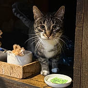 Luna joined the competition — help win amazing prizes! cat, tabby, whiskers, wooden_shelf, bowl, green_packet, curious, indoor, pet, animal, feline, closeup, paws, face, domestic_cat, brown, white, fur, eyes, still_life
