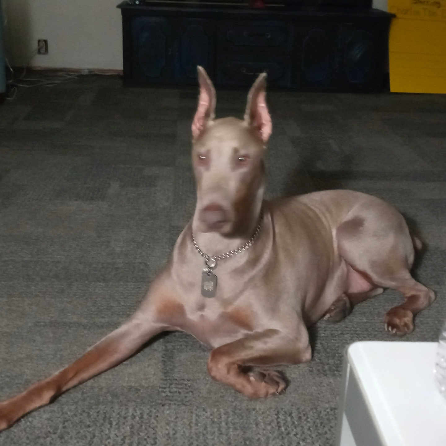 Diesel joined the competition — help win amazing prizes! animal, blurred, brown_dog, cabinet, carpet, chain_collar, couch, doberman, dog, domestic_animal, floor, furniture, indoor, living_room, pet, relaxed, sign, stretching, tag, water_bottle