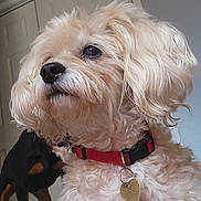 Teddy joined the competition — help win amazing prizes! dog, pet, indoor, collar, fur, cute, animal, mammal, closeup, portrait, heart_tag, red_collar, curly_fur, domestic_animal, canine, two_dogs, background, door, light, shadow