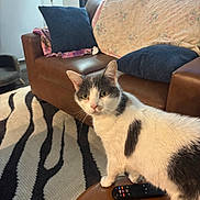 Phantom joined the competition — help win amazing prizes! cat, feline, pet, living_room, couch, pillow, blanket, remote_control, rug, zebra_pattern, ottoman, window, curtain, lamp, whiskers, ears, green_eyes, indoor, sofa, cozy