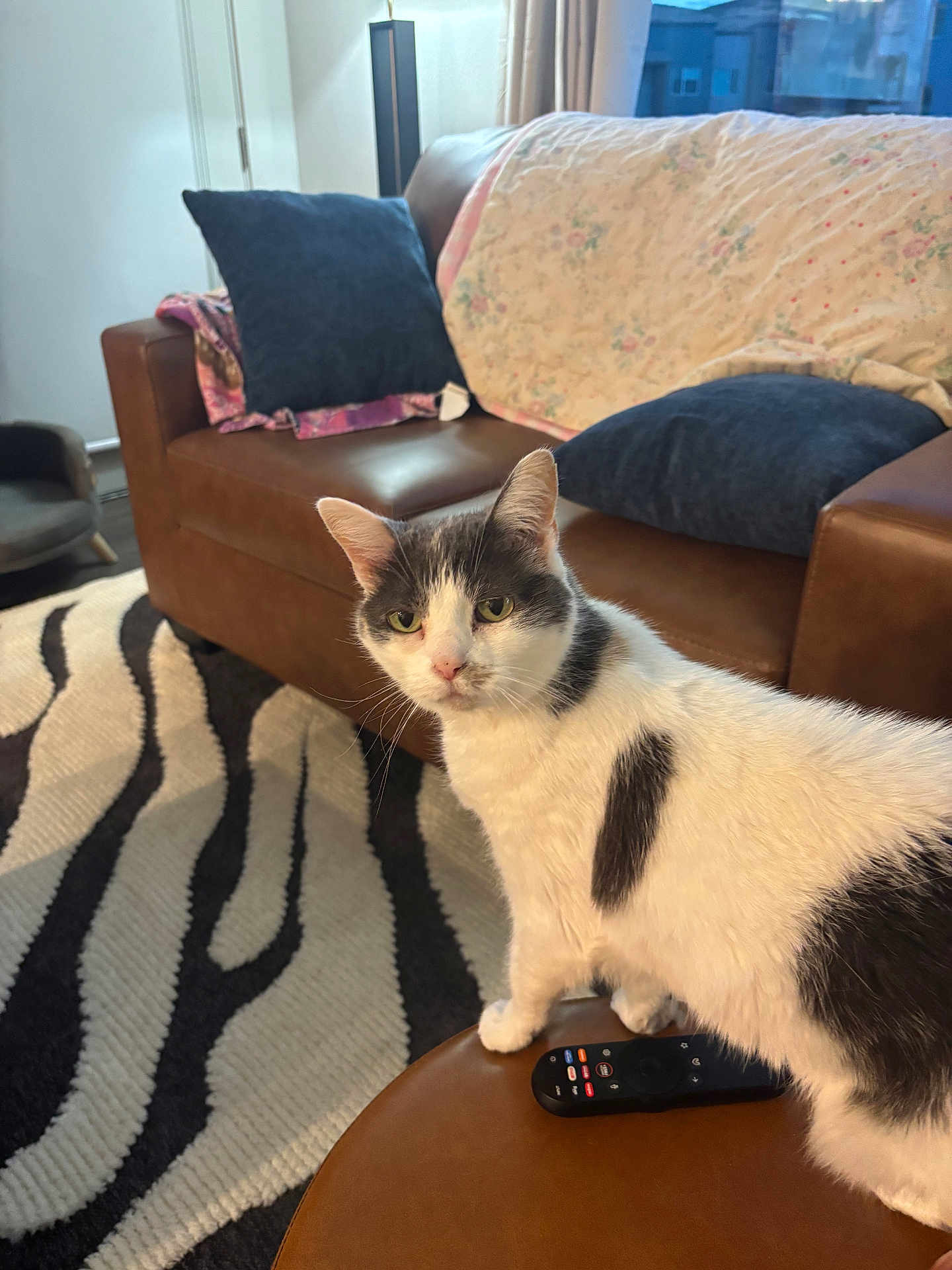 Phantom joined the competition — help win amazing prizes! cat, feline, pet, living_room, couch, pillow, blanket, remote_control, rug, zebra_pattern, ottoman, window, curtain, lamp, whiskers, ears, green_eyes, indoor, sofa, cozy