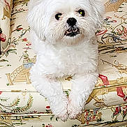 Bunny is registered to the contest to win money with this photo: dog, white_dog, fluffy, pet, animal, cute, indoors, couch, furniture, vintage, patterned, relaxed, small_dog, companion, domestic, friendly, portrait, sitting, fur, face