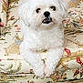 dog, white_dog, fluffy, pet, animal, cute, indoors, couch, furniture, vintage, patterned, relaxed, small_dog, companion, domestic, friendly, portrait, sitting, fur, face
