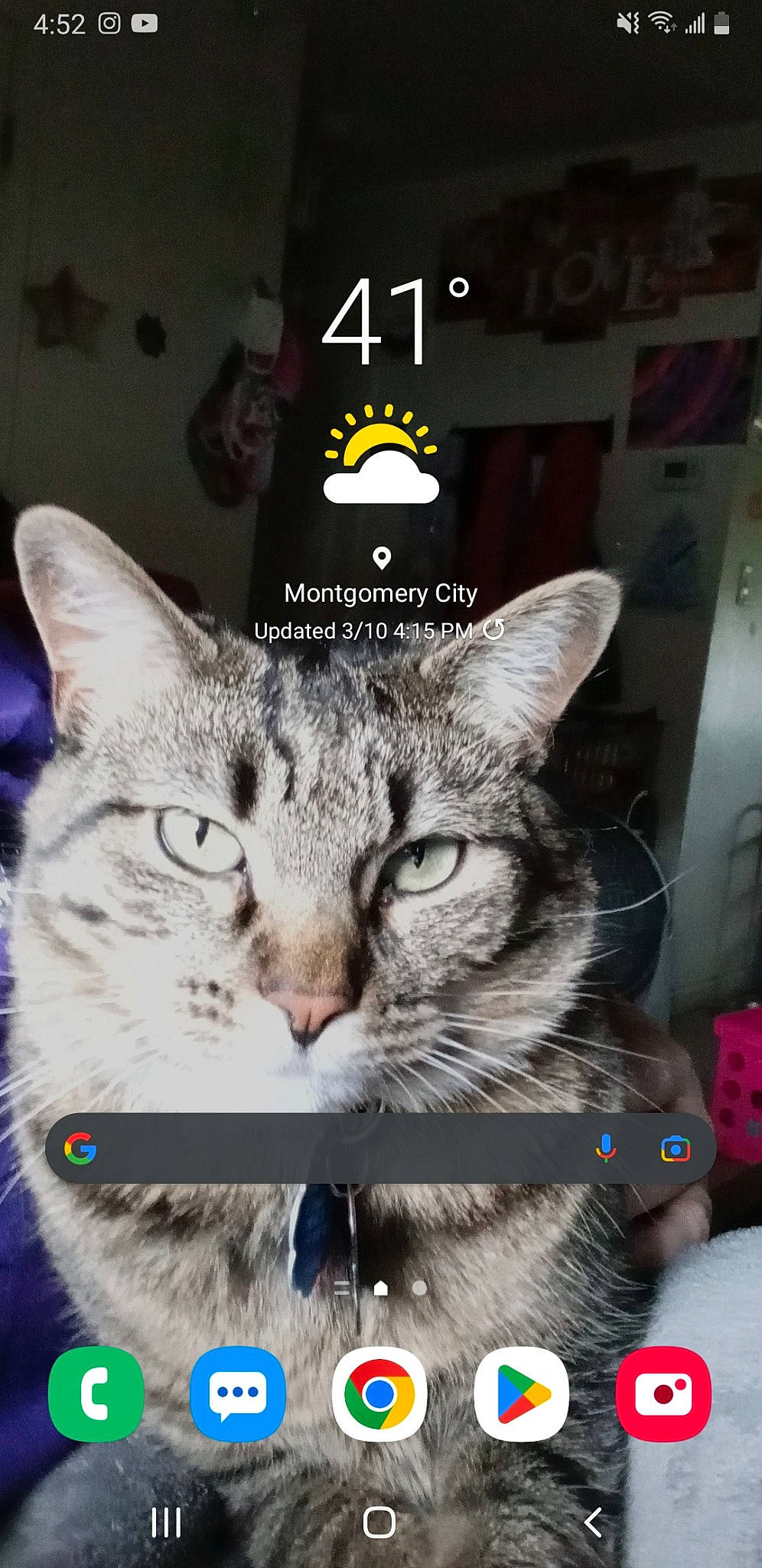 Molly Mae joined the competition — help win amazing prizes! carnivore, cat, domestic_short_haired_cat, ear, event, felidae, font, fur, internet_meme, organism, paw, photo_caption, rectangle, sharing, small_to_medium_sized_cats, snout, whiskers