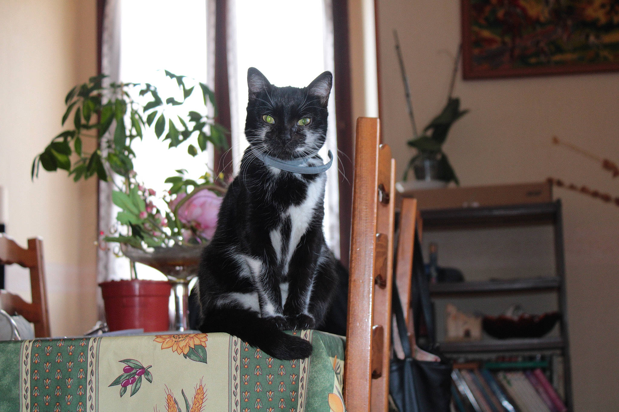 Noisette a rejoint le concours — aidez-le/la à gagner de superbes lots ! black_cat, carnivore, cat, chair, domestic_short_haired_cat, felidae, flooring, fur, hardwood, houseplant, picture_frame, plant, room, small_to_medium_sized_cats, snout, table, tail, tree, whiskers, window