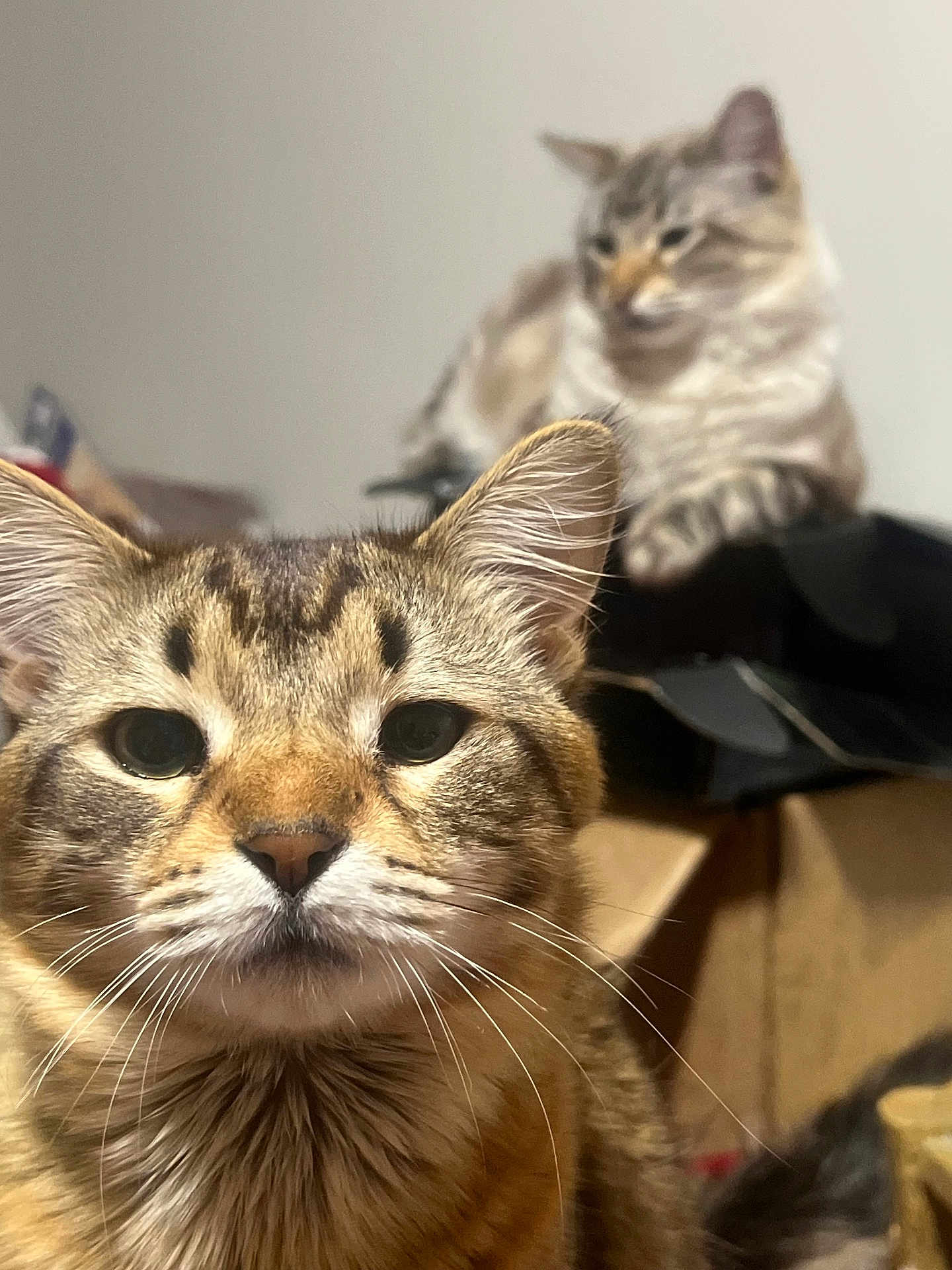 Charlie And Stuart joined the competition — help win amazing prizes! cat, tabby_cat, animal, pet, indoor, closeup, whiskers, fur, ears, face, feline, domestic_animal, blurred_background, two_cats, curious, relaxed, warm_lighting, household, cozy, companion