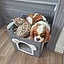 cat, dog, pet_bed, indoor, wooden_floor, gray_wall, window, brown_and_white_dog, spotted_cat, resting, cozy, pets, animal, domestic, feline, canine, companion_animals, relaxed, cute, small_space