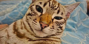 Aurion a rejoint le concours — aidez-le/la à gagner de superbes lots ! cat, close_up, pet, animal, feline, bed, blue, pattern, whiskers, ears, fur, striped, relaxed, indoor, cute, laying, face, nose, eyes, sleepy