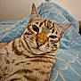 cat, close_up, pet, animal, feline, bed, blue, pattern, whiskers, ears, fur, striped, relaxed, indoor, cute, laying, face, nose, eyes, sleepy