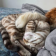 Aurion a rejoint le concours — aidez-le/la à gagner de superbes lots ! cat, sleeping, bed, striped, fur, tail, paw, curled_up, resting, cozy, indoor, blanket, dog, curly_fur, closeup, pet, animal, napping, patterned, soft