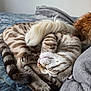 cat, sleeping, bed, striped, fur, tail, paw, curled_up, resting, cozy, indoor, blanket, dog, curly_fur, closeup, pet, animal, napping, patterned, soft