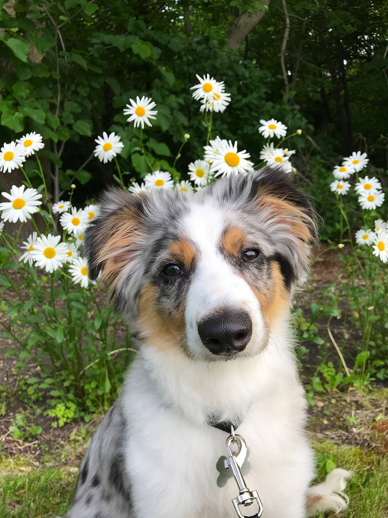 Hayes is registered to the contest to win money with this photo: australian_collie, australian_shepherd, canidae, carnivore, companion_dog, dog, dog_breed, flower, herding_dog, mammal, miniature_australian_shepherd, plant, rare_breed_dog, sporting_group, wildflower