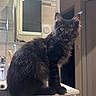 Smoky a rejoint le concours — aidez-le/la à gagner de superbes lots ! cat, black_cat, fluffy, long_hair, golden_eyes, open_mouth, sitting, bathroom, cabinet, countertop, mirror, sink, toothbrush, faucet, tiles, indoor, home, portrait, dramatic, pet