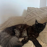 Smoky participe au concours pour gagner de l'argent avec cette photo : cat, cats, black_cat, fluffy, fur, sleeping, lounging, bed, blanket, bedroom, indoor, cozy, relaxed, pets, animal, whiskers, ears, tail, dark_fur, home