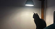 Smoky a rejoint le concours — aidez-le/la à gagner de superbes lots ! cat, black_cat, pet, feline, animal, sitting, silhouette, lamp, desk_lamp, indoor, bedroom, bed, blanket, pillow, wall, shadow, lighting, nighttime, cozy, portrait