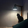 cat, black_cat, pet, feline, animal, sitting, silhouette, lamp, desk_lamp, indoor, bedroom, bed, blanket, pillow, wall, shadow, lighting, nighttime, cozy, portrait
