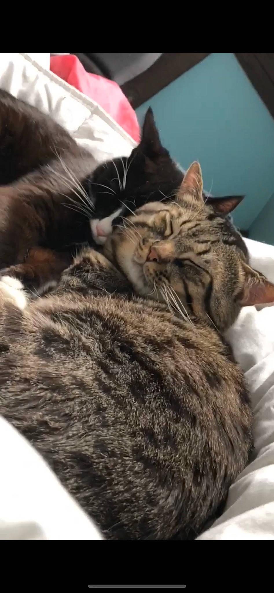 Grisou a rejoint le concours — aidez-le/la à gagner de superbes lots ! carnivore, cat, claw, comfort, domestic_short_haired_cat, felidae, fur, mammal, nap, paw, sleep, small_to_medium_sized_cats, tail, vertebrate, whiskers