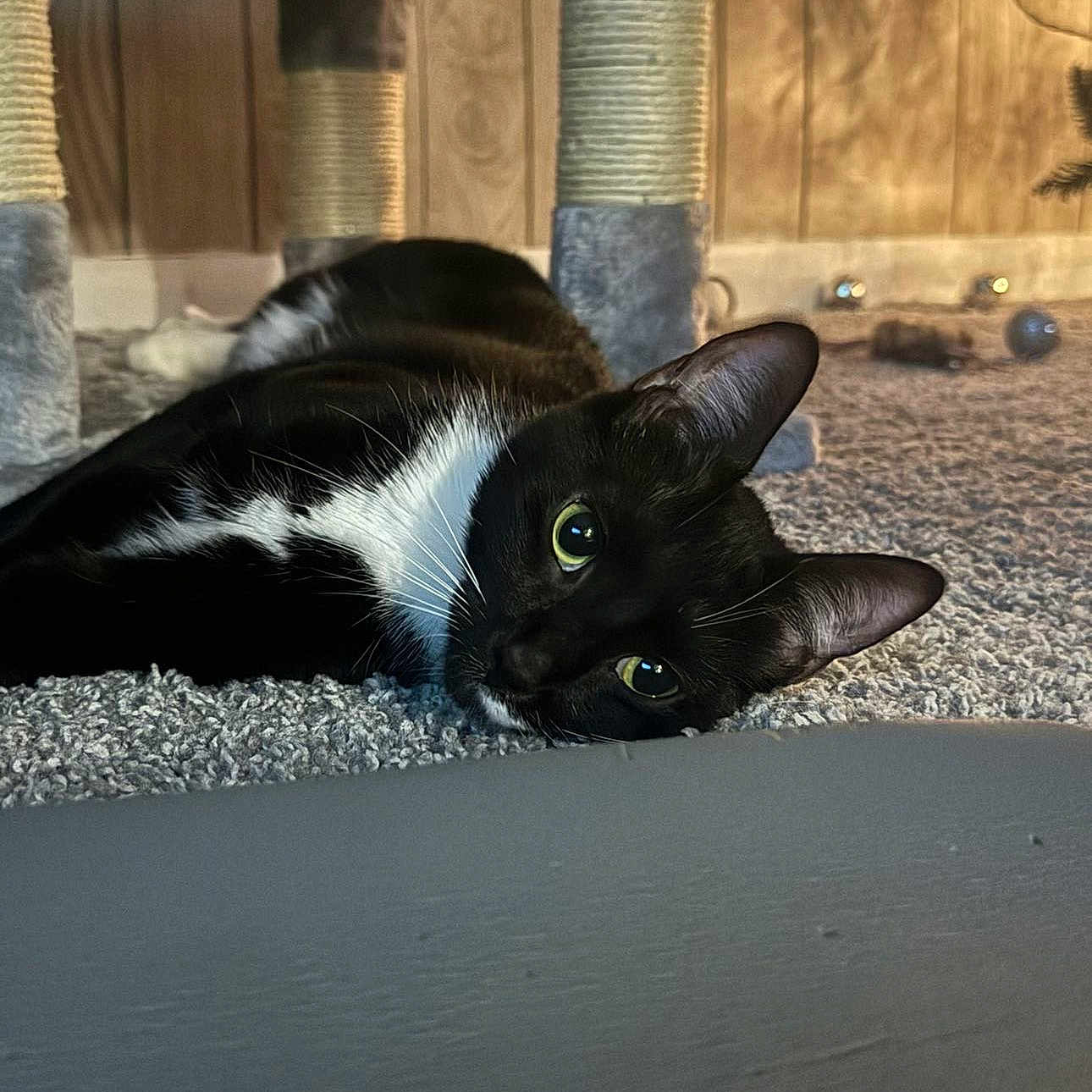 Miso joined the competition — help win amazing prizes! abyssinian, animal, architecture, blackcat, building, cat, city, den, egyptiancat, indoors, kitten, machine, manx, pet, plant, pottedplant, road, screw, wall, wood