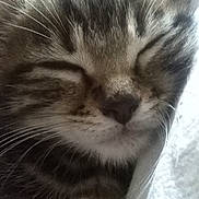 Rubis a rejoint le concours — aidez-le/la à gagner de superbes lots ! cat, tabby, sleeping, sleepy, close_up, face, whiskers, fur, striped_fur, nose, closed_eyes, pet, animal, cuddling, blanket, cozy, indoors, portrait, relaxed, nap