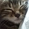 cat, tabby, sleeping, sleepy, close_up, face, whiskers, fur, striped_fur, nose, closed_eyes, pet, animal, cuddling, blanket, cozy, indoors, portrait, relaxed, nap