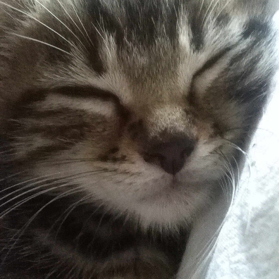 Rubis a rejoint le concours — aidez-le/la à gagner de superbes lots ! cat, tabby, sleeping, sleepy, close_up, face, whiskers, fur, striped_fur, nose, closed_eyes, pet, animal, cuddling, blanket, cozy, indoors, portrait, relaxed, nap