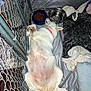 dog, white_dog, kennel, chainlink_fence, blanket, food_bowl, water_bowl, sleeping, pet, collar, indoor, cozy, resting, paw, fur, canine, relaxed, animal, domestic, comfort