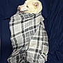 Elite is registered to the contest to win money with this photo: dog, white_dog, blanket, plaid, cozy, lying_down, pet, fur, indoors, resting, comfort, canine, sleepy, snuggled, soft, cute, relaxed, bed, domestic_animal, wrapped