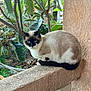 cat, siamese_cat, animal, pet, balcony, ledgestone, outdoor, green_leaves, nature, fur, blue_eyes, sitting, quiet, wall, plant, branch, resting, closeup, daylight, calm