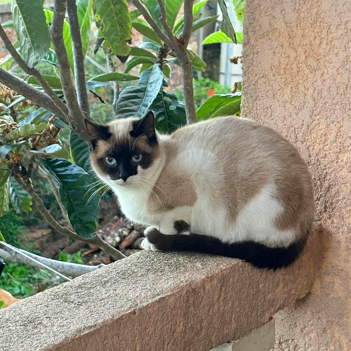 Finughjetta a rejoint le concours — aidez-le/la à gagner de superbes lots ! animal, balcony, blue_eyes, branch, calm, cat, closeup, daylight, fur, green_leaves, ledgestone, nature, outdoor, pet, plant, quiet, resting, siamese_cat, sitting, wall