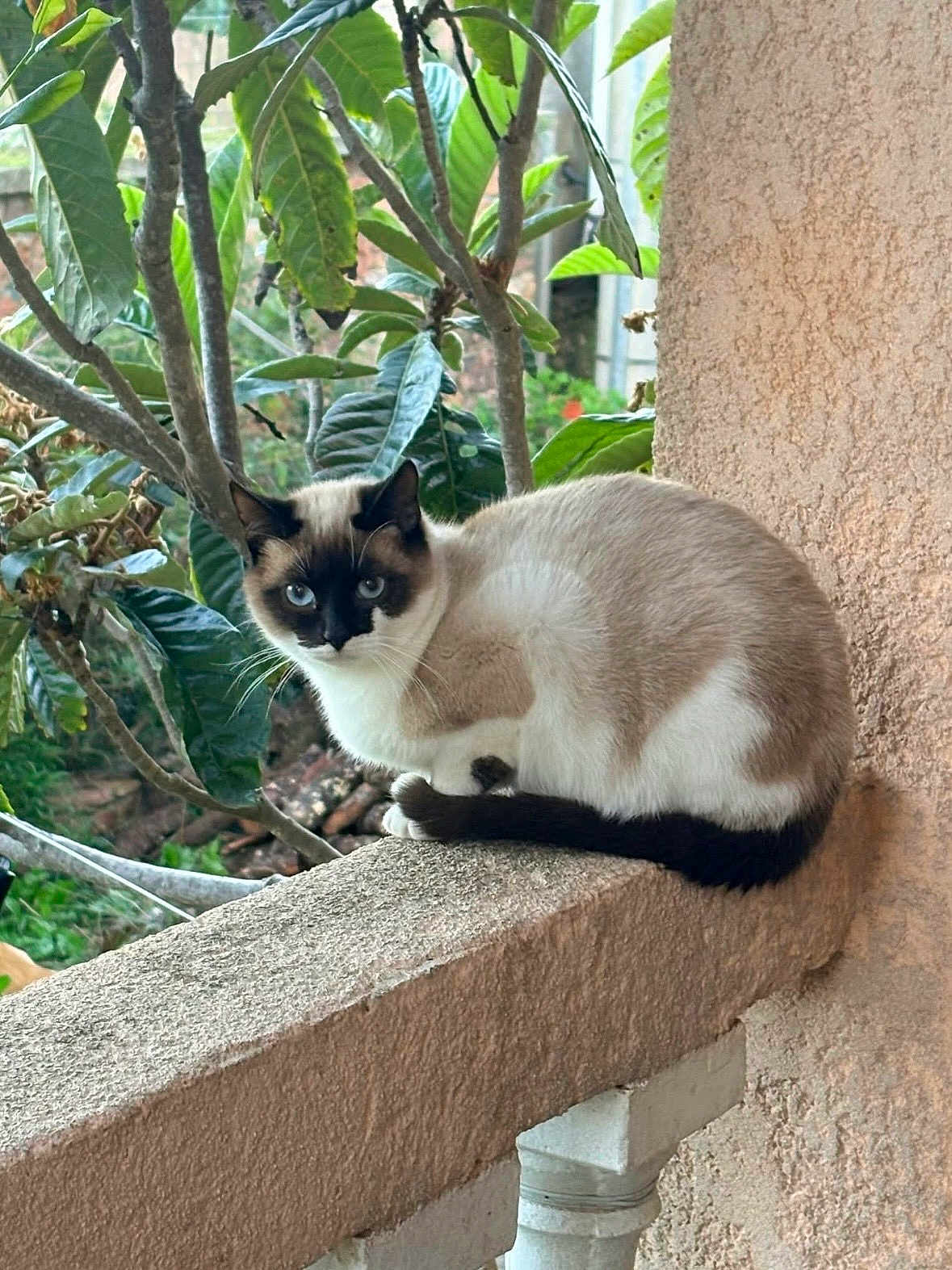 Finughjetta a rejoint le concours — aidez-le/la à gagner de superbes lots ! cat, siamese_cat, animal, pet, balcony, ledgestone, outdoor, green_leaves, nature, fur, blue_eyes, sitting, quiet, wall, plant, branch, resting, closeup, daylight, calm