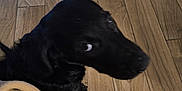 Blue is registered to the contest to win money with this photo: animal, black_dog, blanket, blanket_edge, blurred, brown, canine, companion, cozy, curious, dog, domestic_animal, flooring, footwear, furniture, household, indoor, looking_up, pet, wooden_floor
