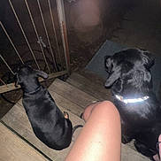 Blue is registered to the contest to win money with this photo: animal, black_dog, black_dogs, candid, collar, dark, dog, dogs, gate, legs, mat, metal, nighttime, outdoor, person, pet, porch, reflection, sitting, wooden_steps