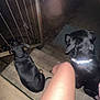 dog, dogs, black_dog, black_dogs, wooden_steps, nighttime, porch, gate, person, legs, collar, outdoor, pet, animal, dark, reflection, metal, mat, sitting, candid