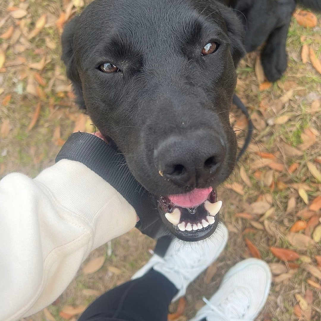 Blue is registered to the contest to win money with this photo: animal, black_dog, black_leggings, canine, casual, closeup, daylight, dog, grass, hand, happy, leaves, nature, outdoor, person, pet, playing, smiling, tongue_out, white_sneakers