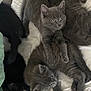 kitten, cat, pet, furry, gray_cat, black_cat, cute, animal, sleeping, resting, soft, blanket, indoor, pile, paw, whiskers, young, playful, curious, domestic_cat