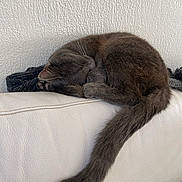 Zouzou a rejoint le concours — aidez-le/la à gagner de superbes lots ! cat, gray_cat, sleeping, curled_up, tail, fur, pet, indoor, couch, leather, white_couch, relaxing, resting, cozy, nap, feline, animal, cute, quiet, home